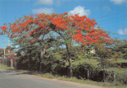 971-GUADELOUPE-N°4004-B/0165 - Sonstige & Ohne Zuordnung