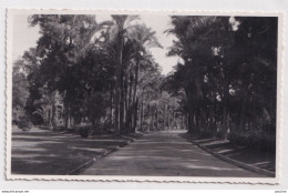 X1- ISMAILIA - EGYPT - EGYPTE - CARTE PHOTO - UNE ALLEE - ROUTE - (2 SCANS) - Ismaïlia