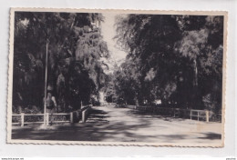 X1- ISMAILIA - EGYPT - EGYPTE - CARTE PHOTO - JARDIN UNE ALLEE - ( 2 SCANS ) - Ismaïlia