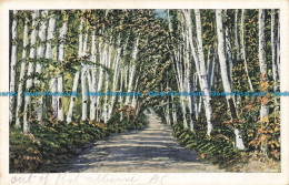 R678310 Birch Alley. Series 1247. Postcard - Monde