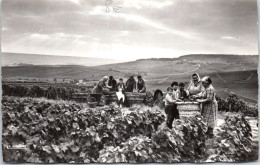 51 VENDANGE EN CHAMPAGNE  -carte Postale Ancienne [JR03138]  - Autres & Non Classés