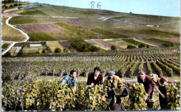 51 VENDANGE EN CHAMPAGNE  -carte Postale Ancienne [JR03130]  - Autres & Non Classés