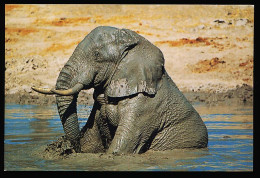 CPM 10.5 X 15  Eléphant D'Afrique Assis Dans L'eau La Phototèque Collection Méli-Mélo - Elephants