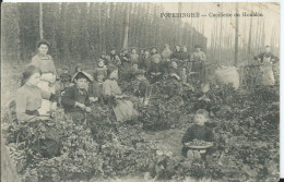 BELGIQUE - POPERINGHE - Cueillette Du Houblon - Poperinge