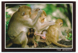 CPSM 10.5x 15 Thaïlande (153) Monkey Family Cashing Louses For Leach Other Une Famille De Singes S'encaisse (?) Des Poux - Tailandia