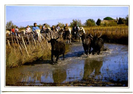 CPM 10.5 X 15 Provence  Gard (?) Bouche Du Rhône (?) En CAMARGUE  Taureau Chevaux Cavaliers - Provence-Alpes-Côte D'Azur