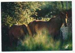 CPSM / CPM 10.5 X 15 Prestige LIMOUSIN Chevaux - Limousin