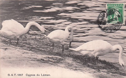 GENEVE  - Cygnes Du Leman - 1916 - Other & Unclassified