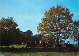 Belgium Flanders Kalmthout Hide - Sonstige & Ohne Zuordnung