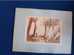 **** ALGERIE ****   OASIS Sainte MARIE Jardin D'essais   -- Grande Photo 1900 Format Carton 40cmx30cm - - Afrique