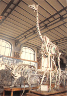 75 PARIS MUSEE D HISTOIRE NATURELLE - Panorama's