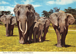 AFRIQUE ELEPHANTS - Unclassified