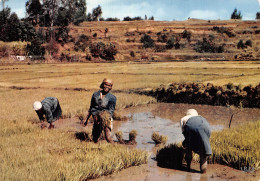 MADAGASCAR RIZIERES - Madagaskar