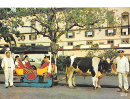 Espagne MADEIRA CHAR A BUF - Madeira