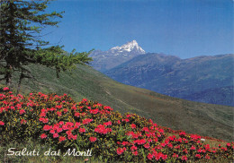 Italie ROSE DELLE ALPI - Other & Unclassified