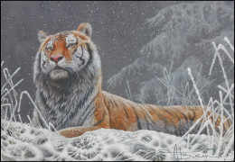 Dessin, Signé / Tekening, Getekend - Tigre De Sibérie / Siberische Tijger / Sibirischer Tiger / Siberian Tiger - BUZIN - 1985-.. Vogels (Buzin)