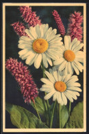 Foto-AK Emanuel Gyger: Grosse Wucherblume, Marguerite, Ox-eyed Daisy  - Sonstige & Ohne Zuordnung