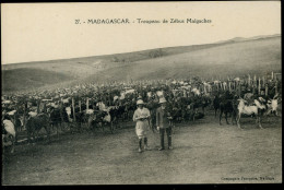 Troupeau De Zébus Malgaches Compagnie Française - Madagascar