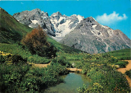 05 - Hautes Alpes - Les Hauts Sardins Alpins - Au Fond La Meije Et Son Glacier - CPM - Voir Scans Recto-Verso - Altri & Non Classificati