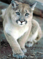 Animaux - Fauves - Cougar - North American Wildlife - Animaux D'Amérique Du Nord - CPM - Carte Neuve - Voir Scans Recto- - Sonstige & Ohne Zuordnung