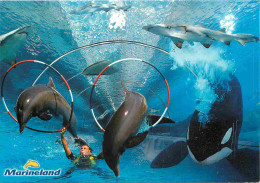 Animaux - Marineland Antibes - Multivues - Orque - Requin - Dauphins - Dolphins - Zoo Marin - CPM - Voir Scans Recto-Ver - Delphine