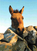 Animaux - Anes - Irlande - Ireland - A Curious Donkey - Donkeys - Burros - Esel - Asini - CPM - Voir Scans Recto-Verso - Esel