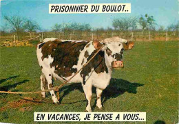 Animaux - Vaches - Carte Humoristique - CPM - Voir Scans Recto-Verso - Cows