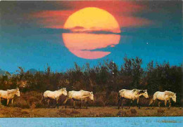 Animaux - Chevaux - Camargue - Chevaux Au Crépuscule - Voir Scans Recto Verso  - Pferde