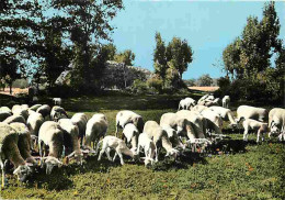 Animaux - Moutons - Auvergne - Rencontre Champetre Au Cours D'une Promenade - CPM - Voir Scans Recto-Verso - Other & Unclassified