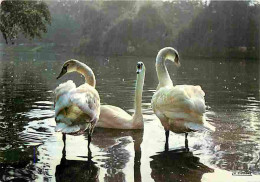 Animaux - Oiseaux - Cygnes - Landau - Le Parc De L'Est - Allemagne - CPM - Voir Scans Recto-Verso - Oiseaux