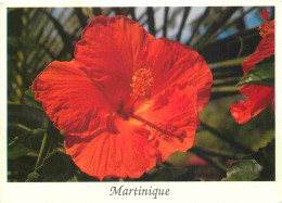 Martinique - Hibiscus - Fleurs - CPM - Voir Scans Recto-Verso - Autres & Non Classés