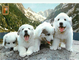 Chiens - CPM - Voir Scans Recto-Verso - Chiens