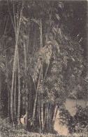 Sri Lanka - Giant Bamboos, Peradeniya Gardens - Publ. Plâté & Co. 284 - Sri Lanka (Ceylon)