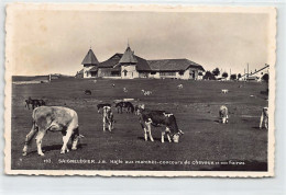 SAIGNELÉGER (JU) Halle Au Marchés - Vaches - Ed. Perrochet 793 - Saignelégier