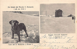 PICCOLO S. BERNARDO (AO) Cane Del S. Bernardo (Médor) - Ospizio Versante Francese (Inverno) - Autres & Non Classés