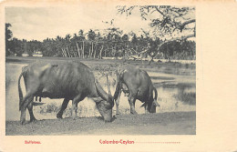 Sril Lanka - COLOMBO - Buffaloes - Publ. Plâté & Co.  - Sri Lanka (Ceylon)