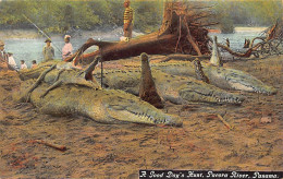 Panamá - Alligators - A Good Day's Hunt, Pacora River - Publ. J. R. Ives  - Panamá