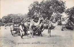 India - DELHI - Camel Teams - Publ. Messageries Maritimes 257 - Indien