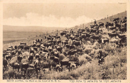 Israel - BETH ALPHA - The Herd On The Land Of K.K.L. - Publ. Eliahu Bros. 9 - Israël