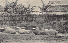 Guyane - SAINT LAURENT DU MARONI - Les Buffles Au Repos - Ed. D. Lanes 7 - Saint Laurent Du Maroni