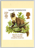 Nature Conservation - Pine Marten PHQ Postcard, Unposted 1986 - Cartes PHQ