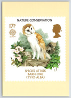 Nature Conservation - Barn Owl PHQ Postcard, Unposted 1986 - Cartes PHQ