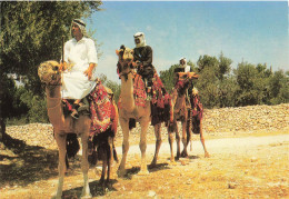 ISRAEL - Cavaliers De Chameaux - Animé - Animé - Dans Le Desert - Carte Postale - Israël