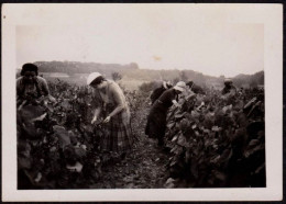 Photographie Ancienne Les Vendanges à Vinzelles En Octobre 1933 / Saône Et Loire, Vin Blanc, Alcool, Vignoble, 9,1x6,5cm - Orte
