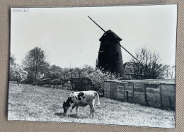 BRECHT - Molen Bounke-Bounke - 14,5 X 10,5 Cm. (REPRO PHOTO !) - Plaatsen