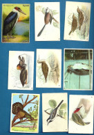 *Lot De 20 Images  - Thème Oiseaux - Other & Unclassified