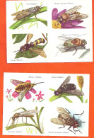 *Lot De 47 Images  - Thème Insectes - Altri & Non Classificati