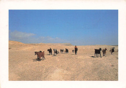 ISRAEL - Troupeau Dans Le Désert De Judée - Animé - Chèvres - Carte Postale - Israel