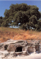 ISRAEL - Une Tombe Dans Un Jardin... - En Galilée - Vous Recherchez Jésus De Nazareth - Le Crucifiée - Carte Postale - Israele