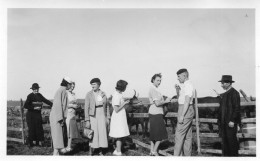 Photographie Photo Vintage Snapshot Groupe Mode Campagne Vache Bétail - Anonyme Personen